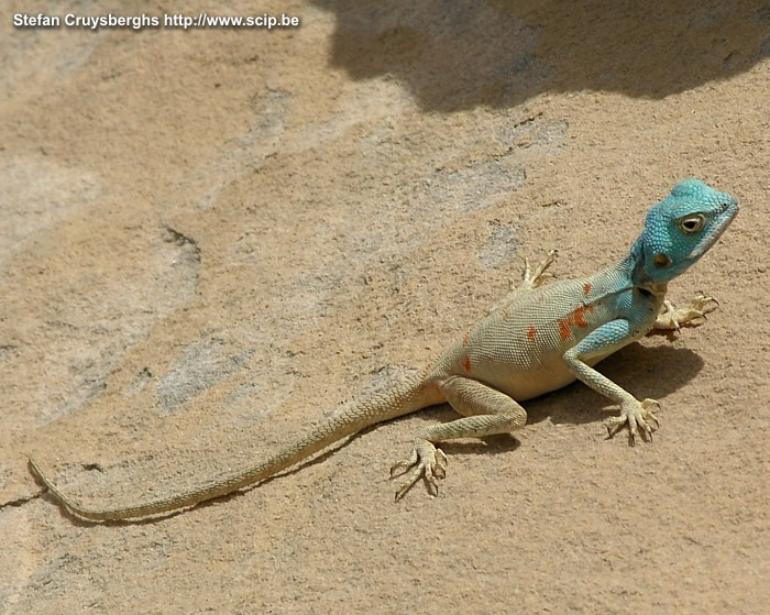 Rummana - Blue Sinai lizard Dana is a marvelous nature reserve. During the walk between Rummana campsite and the small city of Dana we saw several blue lizzards. With a little bit of patience it is possible to take some pictures of these beautiful animals. Stefan Cruysberghs